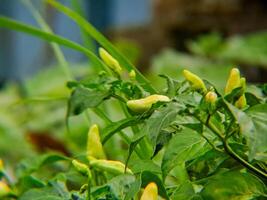 A plant with yellow peppers growing on it photo