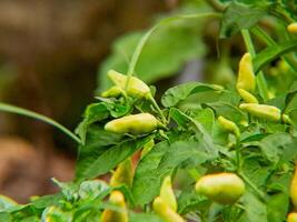 A close up of some yellow peppers growing on a plant photo