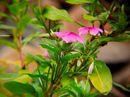 A pink flower with green leaves and a rock photo