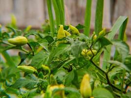 A plant with yellow peppers growing on it photo