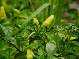 A plant with yellow flowers and green leaves photo