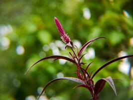 A plant with purple flowers in front of a green background photo