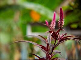 A plant with purple flowers in the background photo