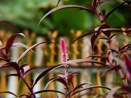 A close up of a plant with a fence in the background photo