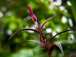 A purple flower with green leaves in the background photo
