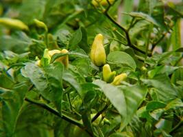 A plant with yellow peppers growing on it photo