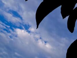 A blue sky with clouds and a bird flying photo