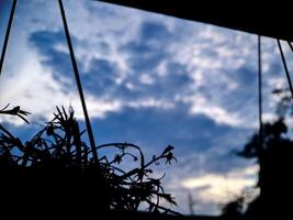 A plant in a window photo