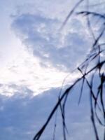 A blue sky with clouds and a bird flying photo