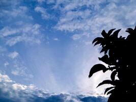 A blue sky with clouds and a tree photo