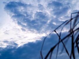 A blue sky with clouds and some tall grass photo