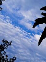 A blue sky with clouds and a bird flying photo