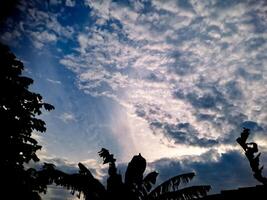 A silhouette of a tree and clouds in the sky photo