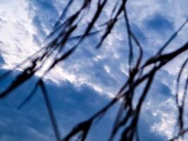 A blue sky with clouds and some branches photo