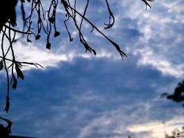 A tree branch with leaves and clouds in the background photo