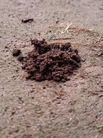 A pile of dirt on the ground photo