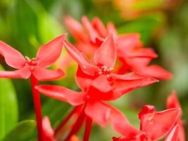 Red flowers are blooming in a garden photo