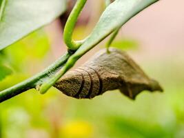 A butterfly is emerging from its chrysalis photo