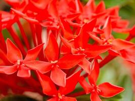 A close up of red flowers in a garden photo