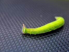 A green cater worm on a black surface photo