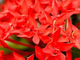 A close up of red flowers photo
