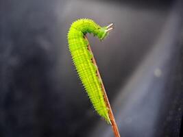 A green caterpillar on a stick photo