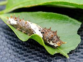 A caterpillar on a leaf with white and black spots photo