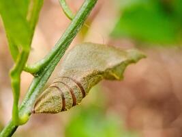 A caterpillar is emerging from the chrysalis photo