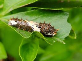 A caterpillar on a leaf with white spots photo