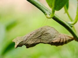 A caterpillar is hanging from a branch photo