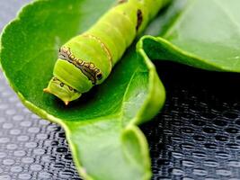A caterpillar is sitting on a leaf photo