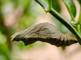 A butterfly chrysalis hanging from a tree branch photo