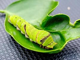 A caterpillar is sitting on a leaf photo