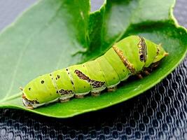 A green caterpillar on a leaf photo