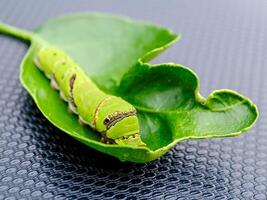 A caterpillar on a leaf with green leaves photo
