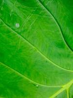 A close up of a green leaf with water droplets photo
