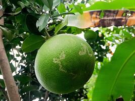 A green fruit hanging on a tree photo