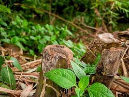 A tree stump with a green plant growing on it photo