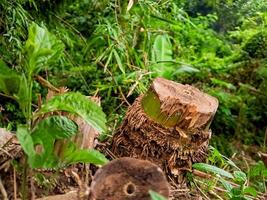 A tree stump in the jungle with a large tree photo