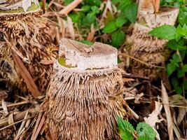 A close up of a tree stump with leaves photo
