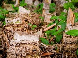 A pile of dead trees with leaves and grass photo