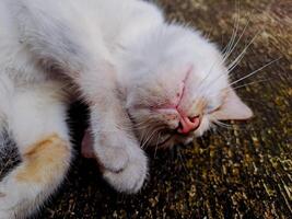 A cat sleeping on a wooden surface photo