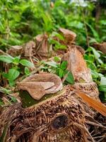 A pile of coconut shells in the jungle photo