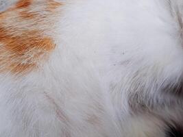 A cat is laying on a bed photo