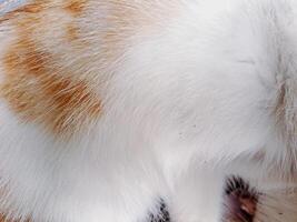 A cat is eating a piece of fruit photo