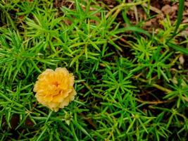 A single yellow flower in the middle of green grass photo