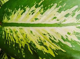 A close up of a large green leaf with white spots photo