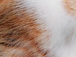A close up of a cat's fur photo