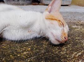 A cat laying on a concrete floor photo