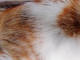 A close up of a cat laying on a wooden floor photo